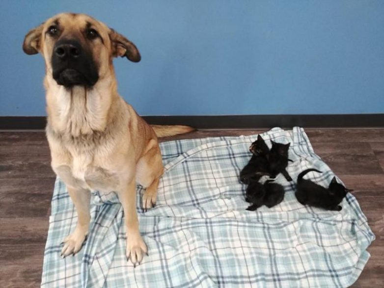 Бездомная собака спасла осиротевших котят