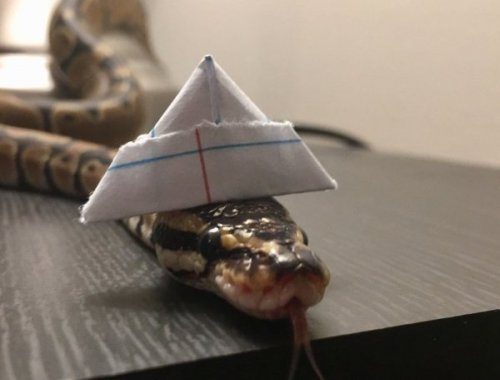 Змеи и шляпы
