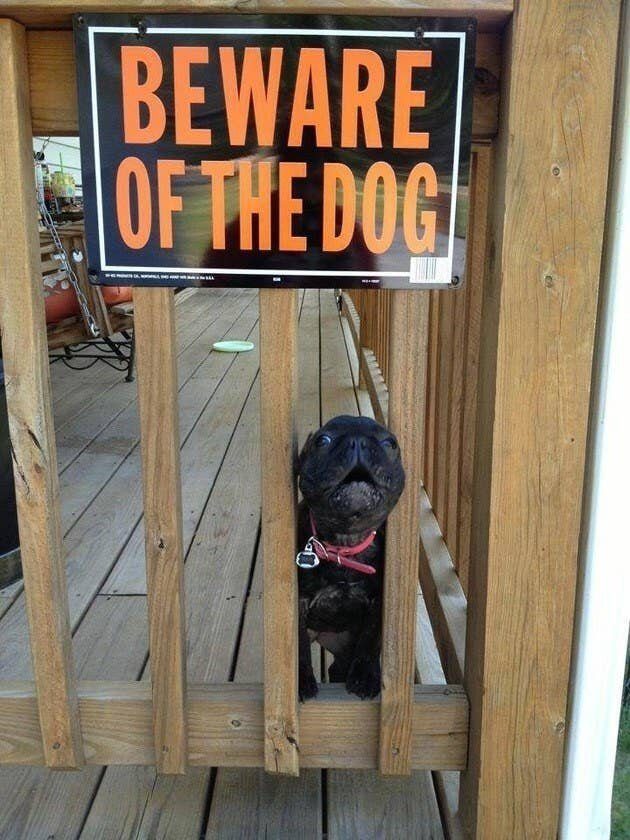 Осторожно, злая собака!