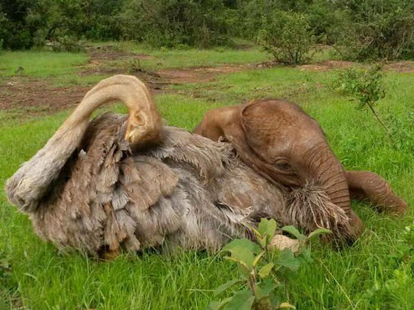 Слонёнок, потерявший маму, каждый день обнимает страуса