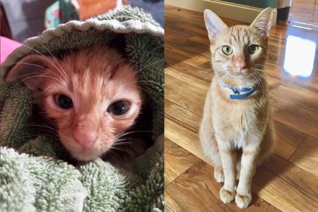 Животные до и после спасения