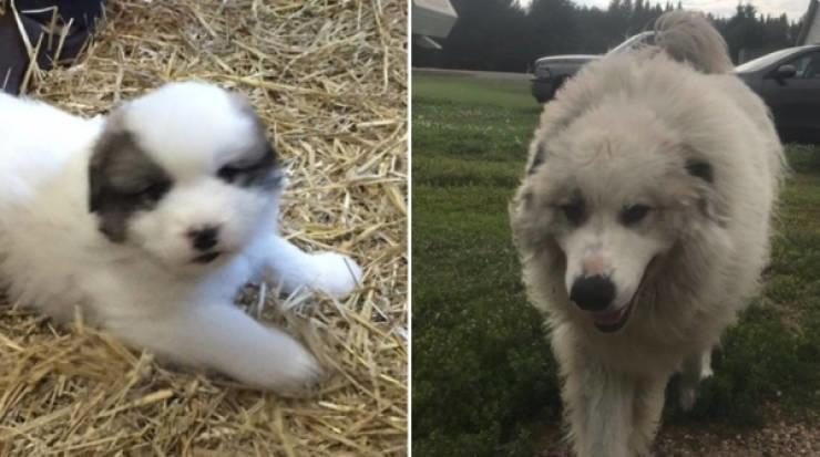 Милые щеночки до и после того, как они выросли