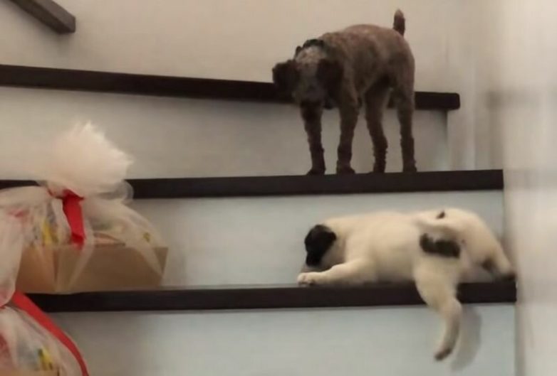 Собака показала своему приятелю, как правильно спускаться с лестницы