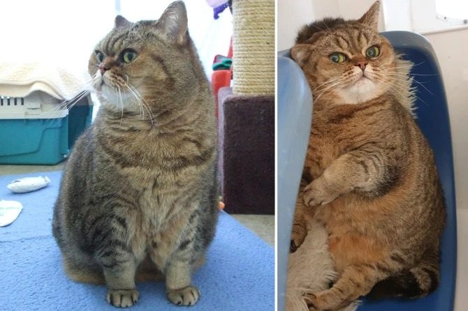 Питомцы до и после ожирения