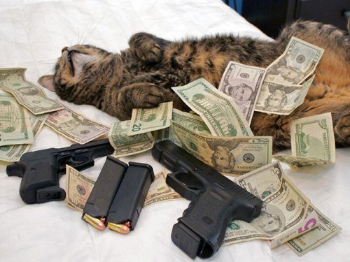 Коты-гангстеры