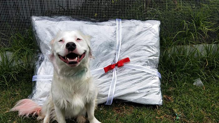 Абсолютно счастливый слепой пёс изо всех сил заботится о других животных