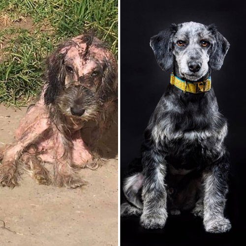 Собаки до и после того, как их спас от уличной жизни чилиец Давид Фернандес