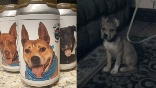 Банка пива помогла найти собаку