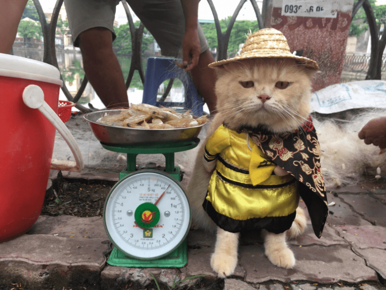 Кот, продающий рыбу на вьетнамском рынке