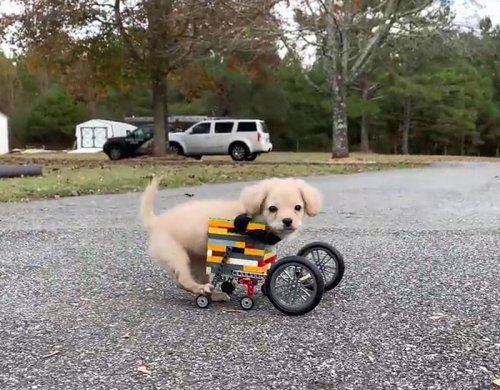 Инвалидная коляска для щенка из конструктора LEGO