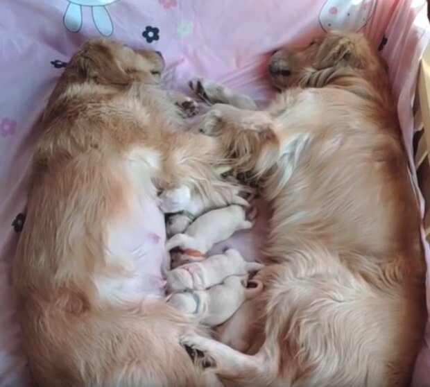 Очаровательное семейство с новорожденными щенками покорило сеть