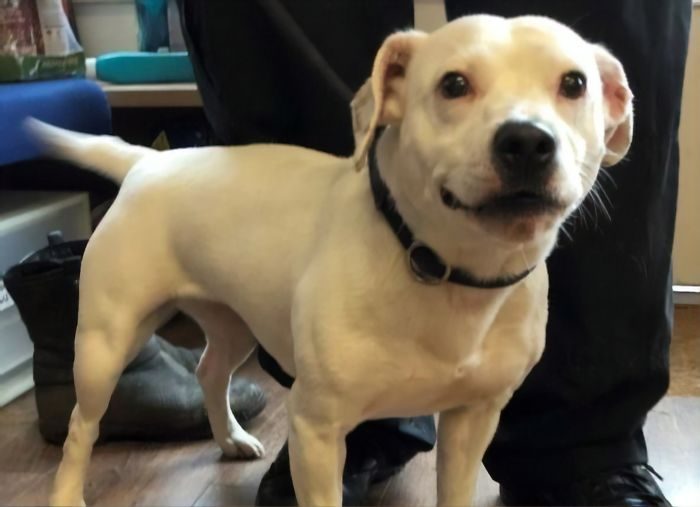 Как улыбка спасла жизнь бездомному псу
