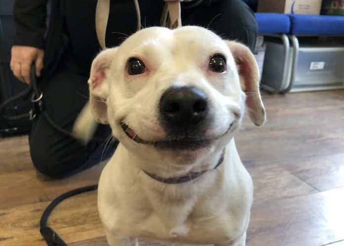 Как улыбка спасла жизнь бездомному псу