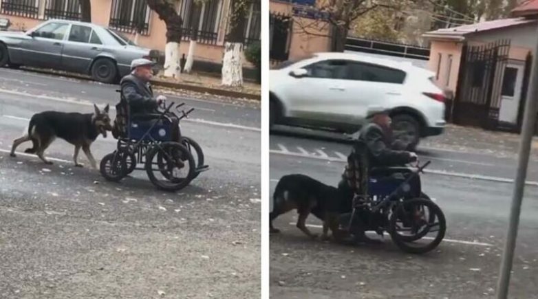 Пёс, который помогает своему хозяину передвигаться в инвалидной коляске