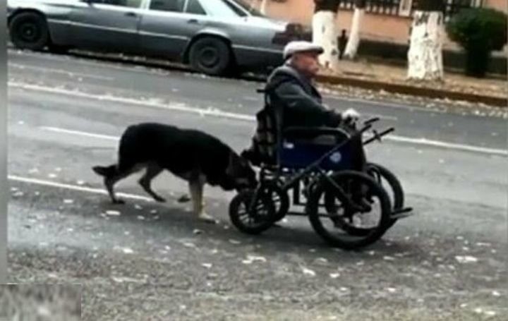 Пёс, который помогает своему хозяину передвигаться в инвалидной коляске