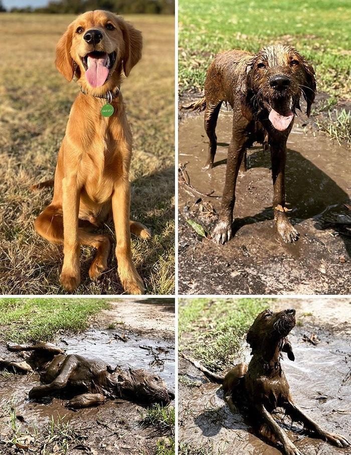 Собаки до и после прогулки