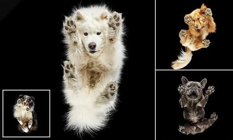 Оригинальные фотографии собак с неожиданного ракурса