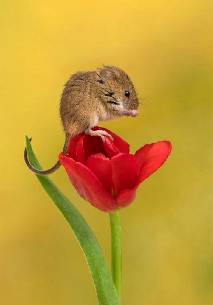 Мышки, которые обожают тюльпаны и весну