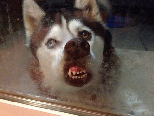 Собаки, которые любят лизать стёкла