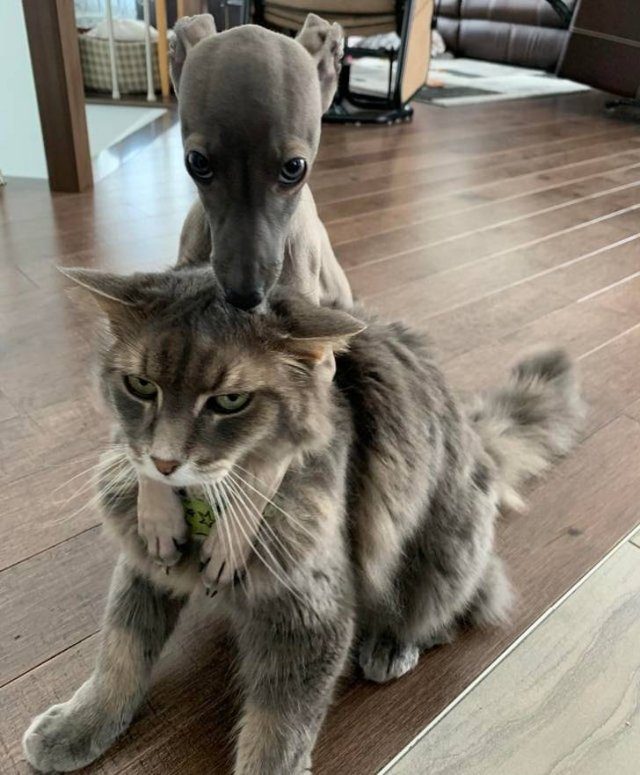 Пост о дружбе между собаками и кошками