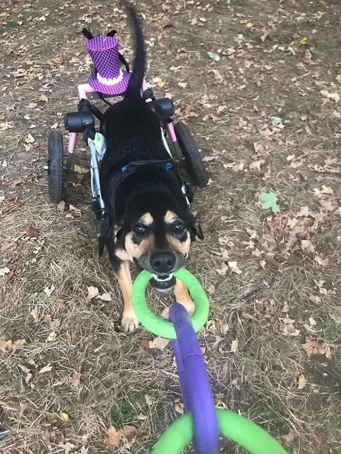 Дом для собак-инвалидов