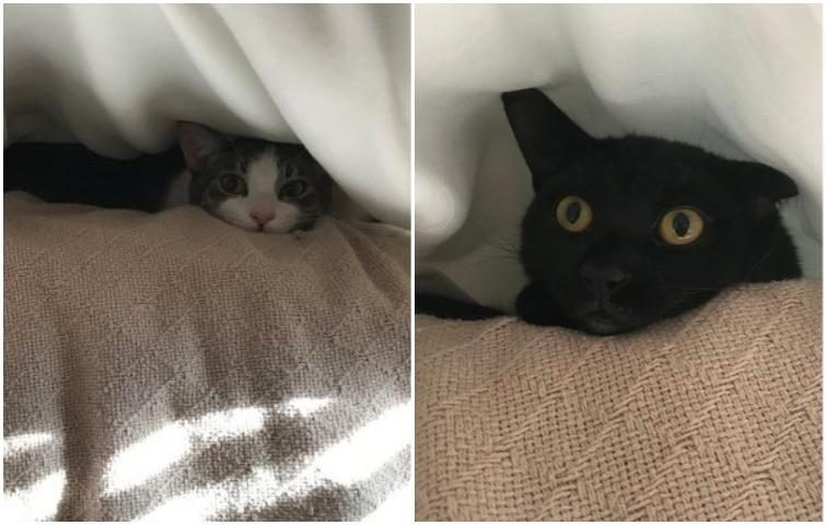 Смешные фото кошек которые понимают, что такое карантин