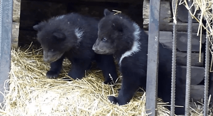 В Омском зоопарке медведица три месяца скрывала, что стала мамой тройни
