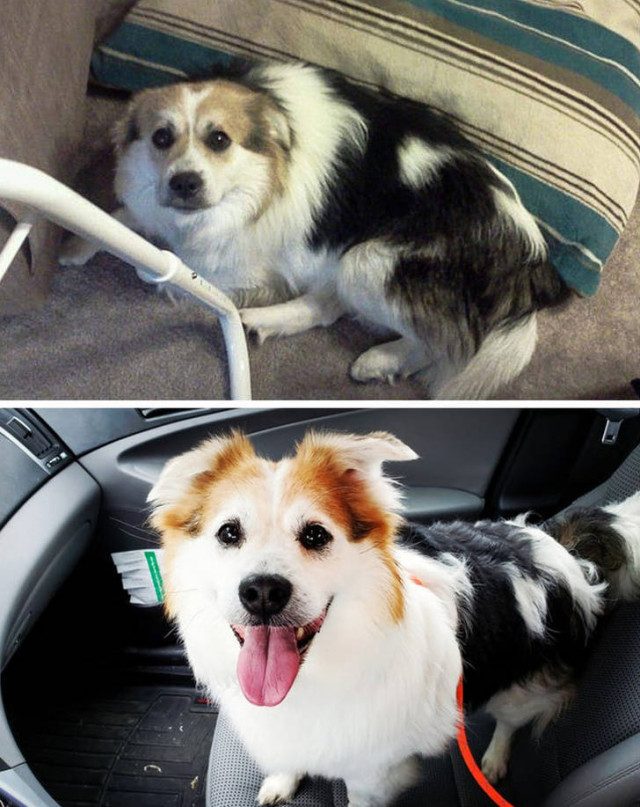 Животные до и после того, как они нашли себе любящий дом