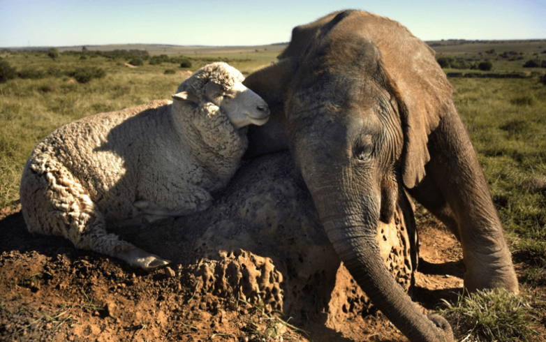 Невероятная дружба между животными