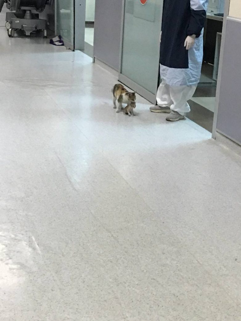 Кошка принесла своего котенка в больницу