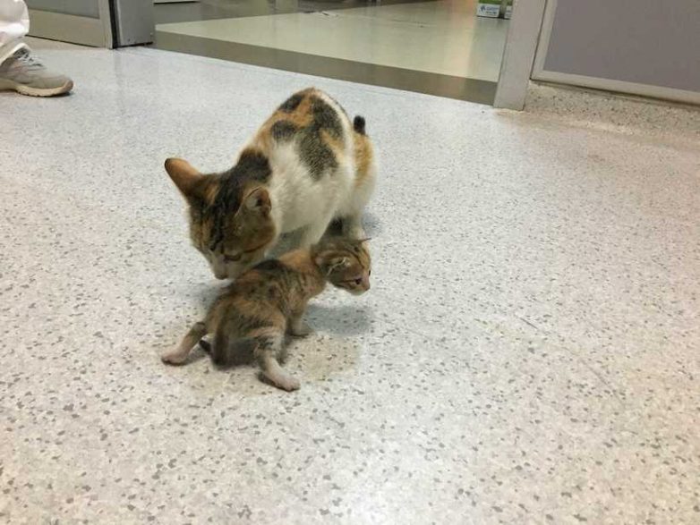 Кошка принесла своего котенка в больницу