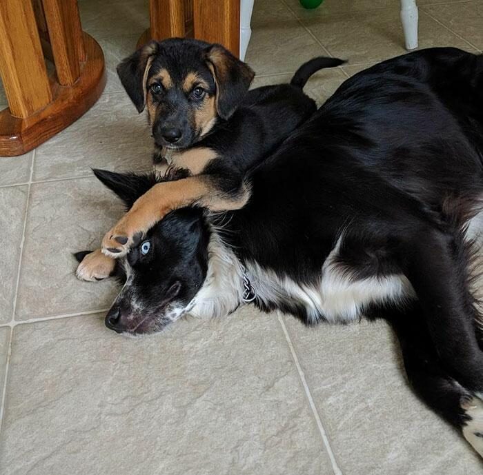 Собаки, которые не очень-то рады появлению в семье нового щеночка