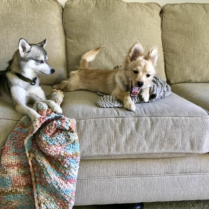 Собаки, которые не очень-то рады появлению в семье нового щеночка