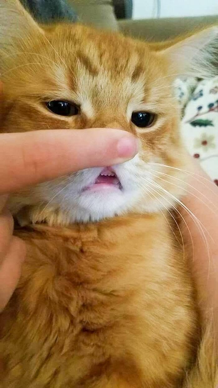 Смешные коты, которые показали свои зубки