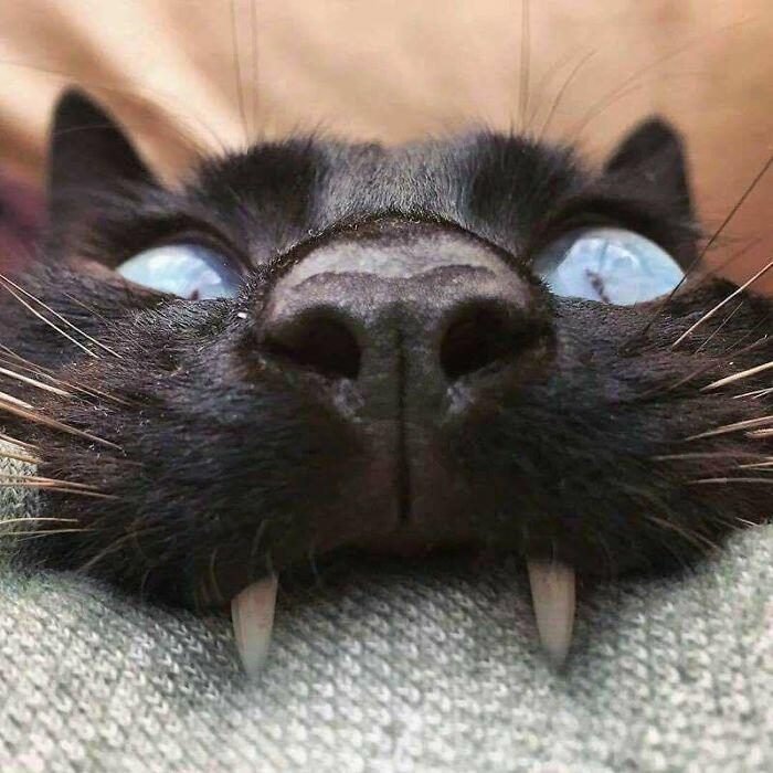 Смешные коты, которые показали свои зубки