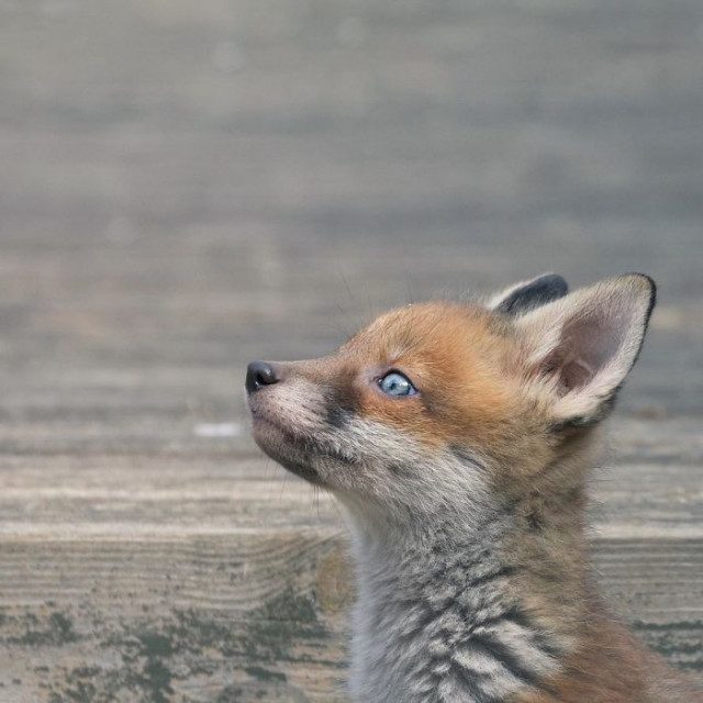 Очаровательные лисы