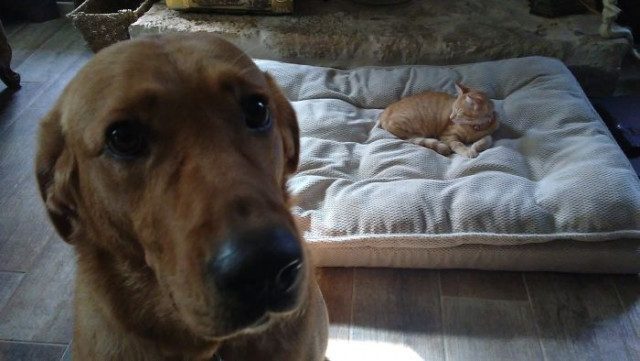 Пост о собачьей доброте и кошачьей наглости