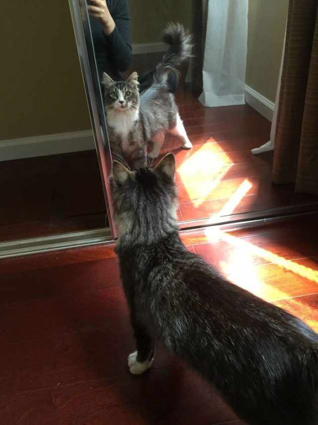 Животные, уставившиеся в зеркало