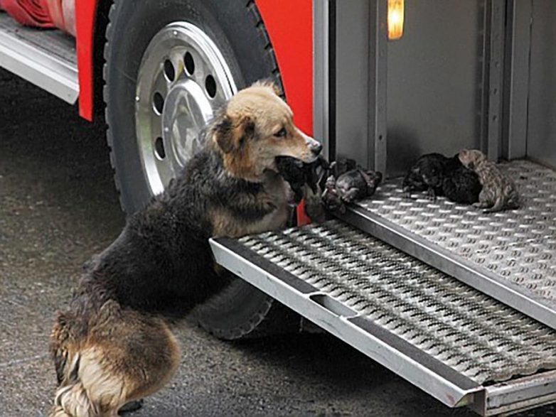 Как собака спасала своих щенков