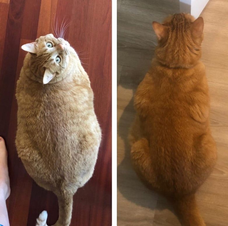 Котики, которые смогли взять себя в лапки и распрощаться с лишним весом