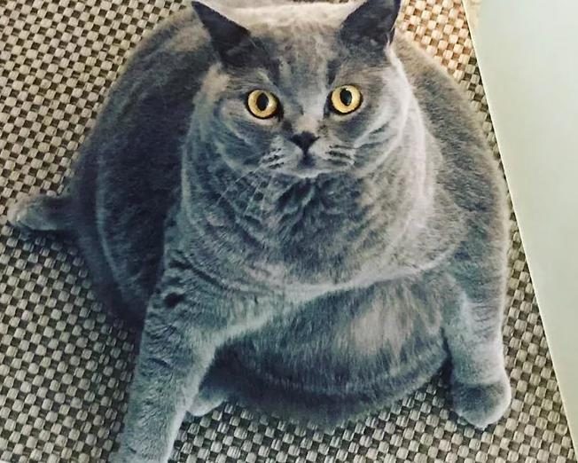 Хозяин попросил усыпить толстого кота