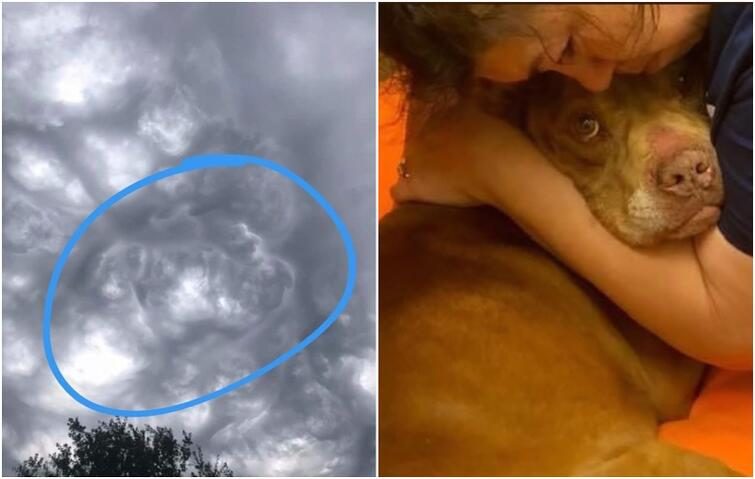 Девушка увидела свою собаку в небе через пару часов после ее смерти