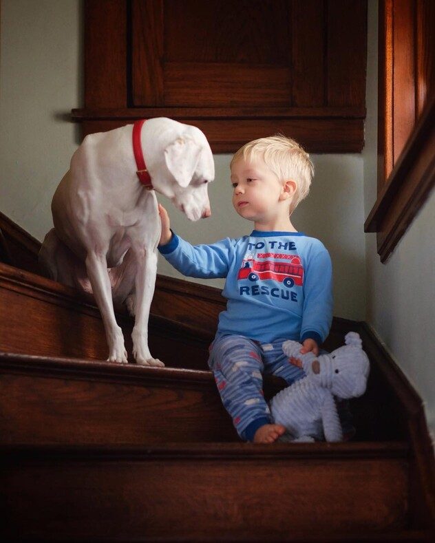Дружба маленького мальчика и собаки, которая перестала доверять людям
