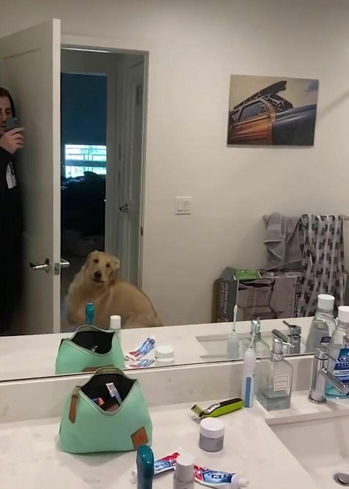 Собака, которая пытается понять, как работают зеркала, чтобы найти хозяина