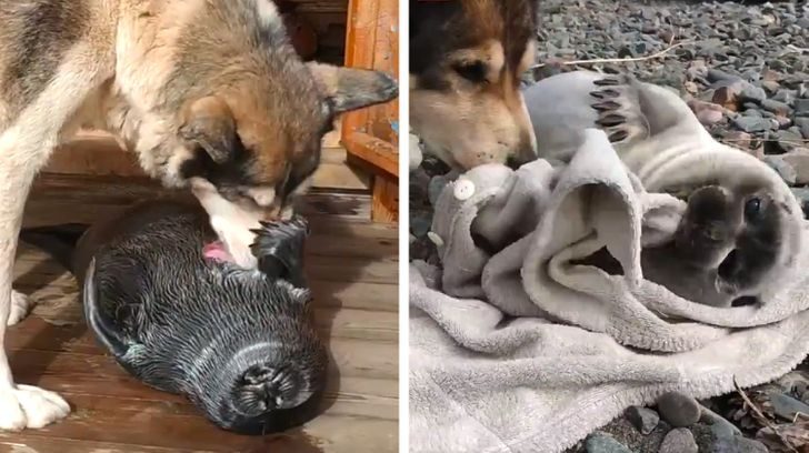 Собака спасла нерпу, и их дружба — самое милое, что мы видели этим летом