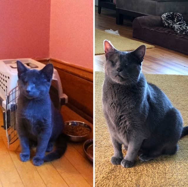 Кошки до и после того, как их спасли от бездомной жизни