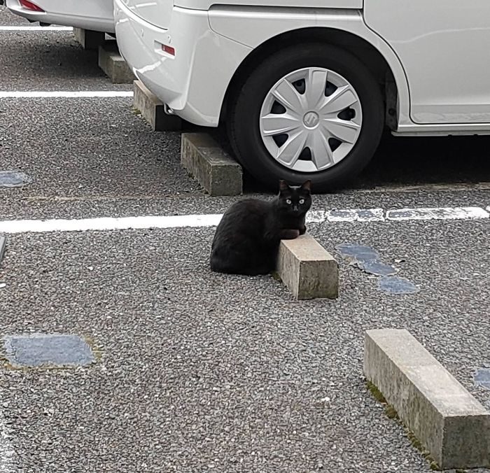 Кошки и парковочные бамперы