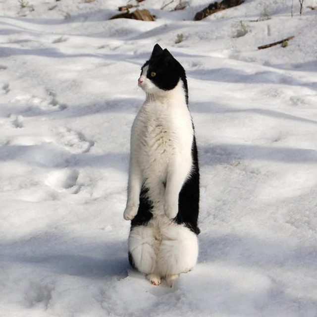 Кошки, которые думают, что они пингвины