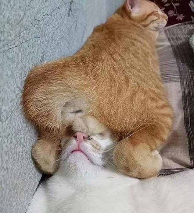 Милые спящие коты