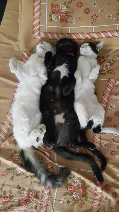 Милые спящие коты